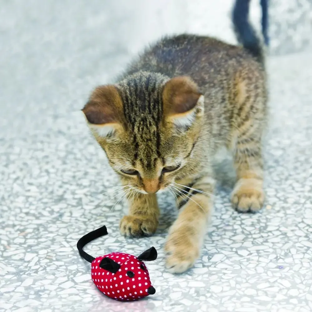 20% OFF: Kong Softies Mice Cat Toy (Assorted Colour)