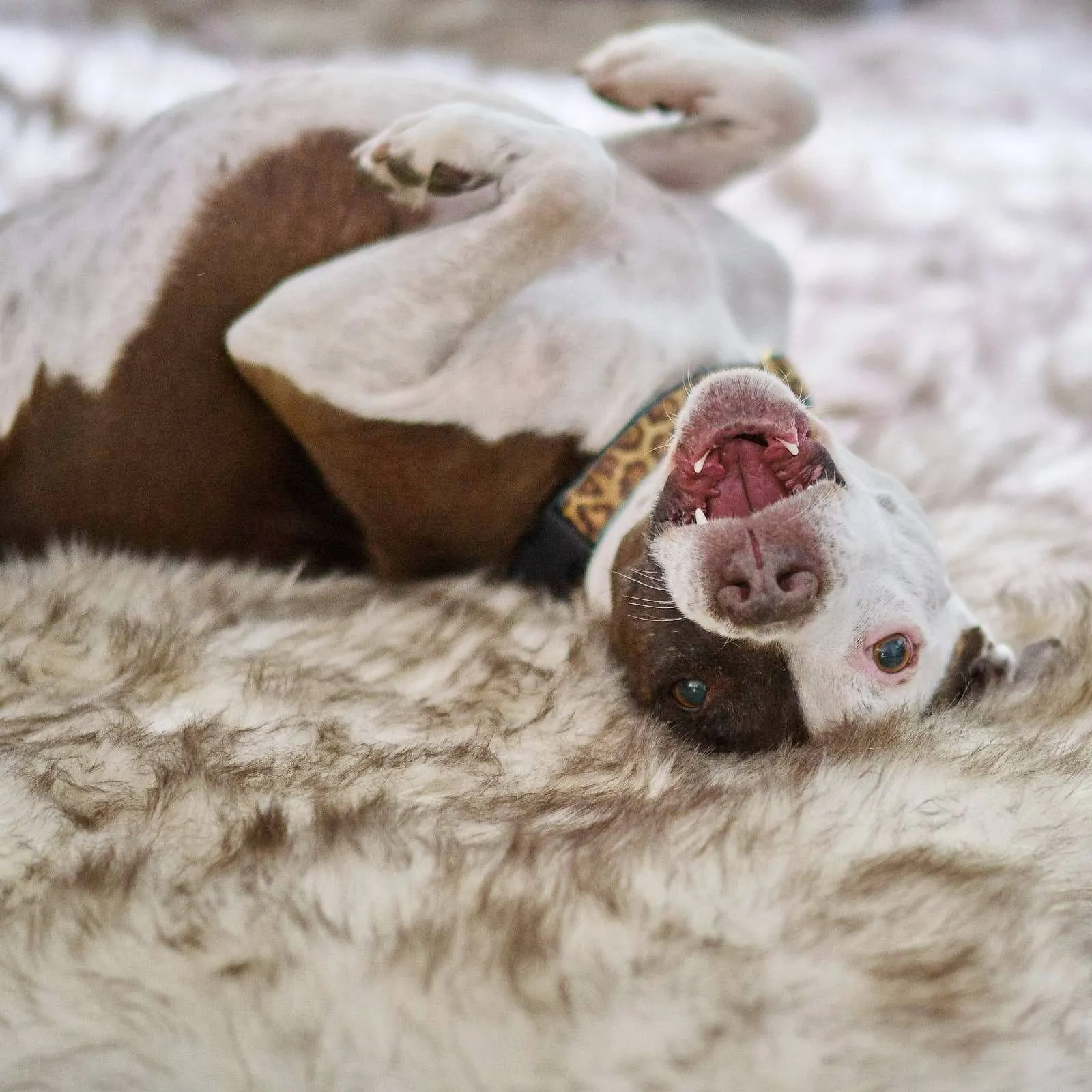 Faux Fur Ortho Shag Rug™Companion-Pedic® Luxury Dog Bed