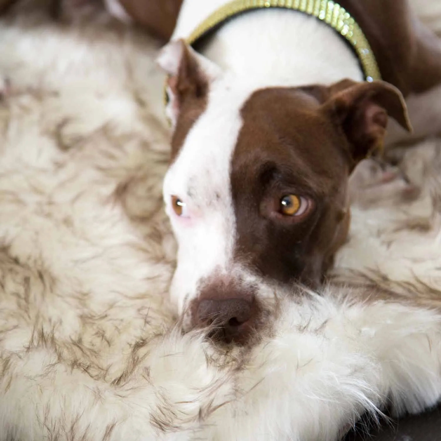Faux Fur Ortho Shag Rug™Companion-Pedic® Luxury Dog Bed