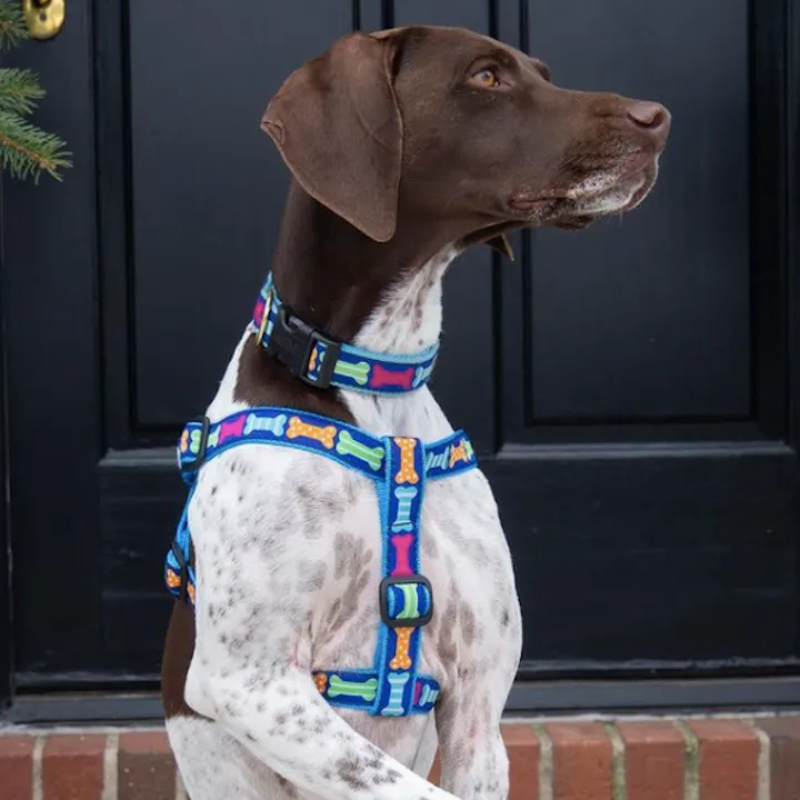 Harness | Big Bones