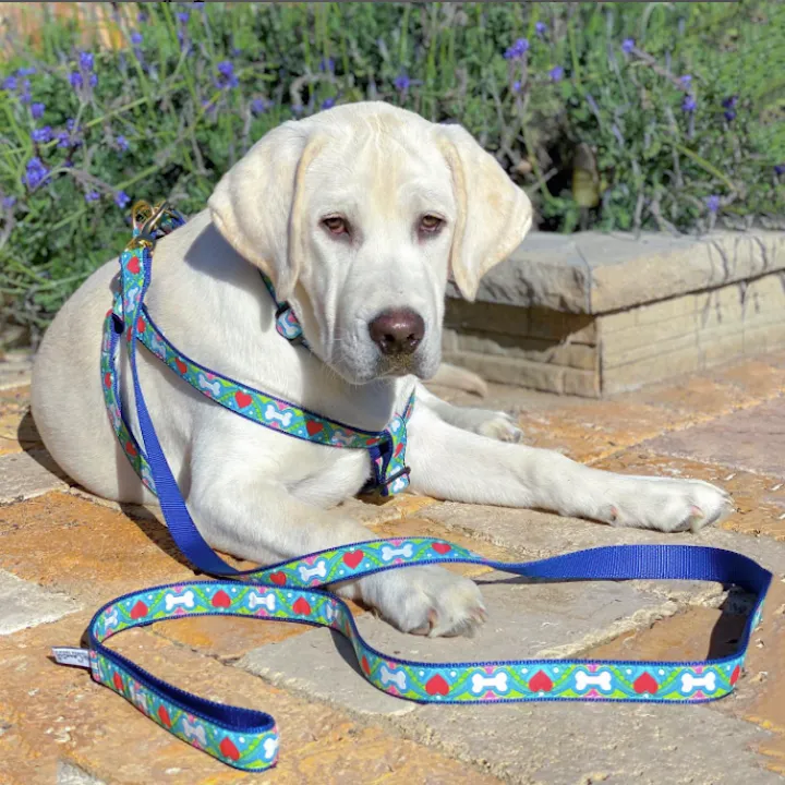 Harness | Coloring Book