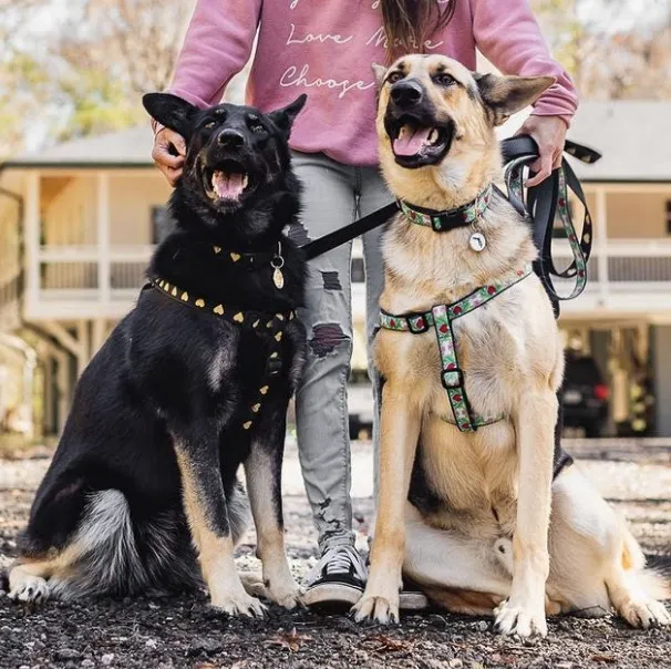 Harness | Coloring Book