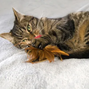 KONG Cat Naturals Crinkle Ball with Feathers Cat Toy