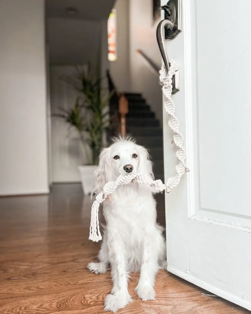 Macrame Dog Potty Bells (Made in the USA)