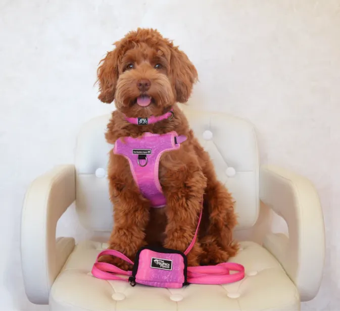 Playful Pawple Harness
