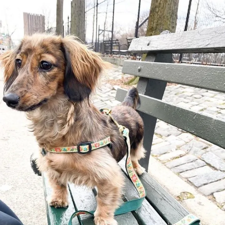 Teacup Harness | Tapestry Floral