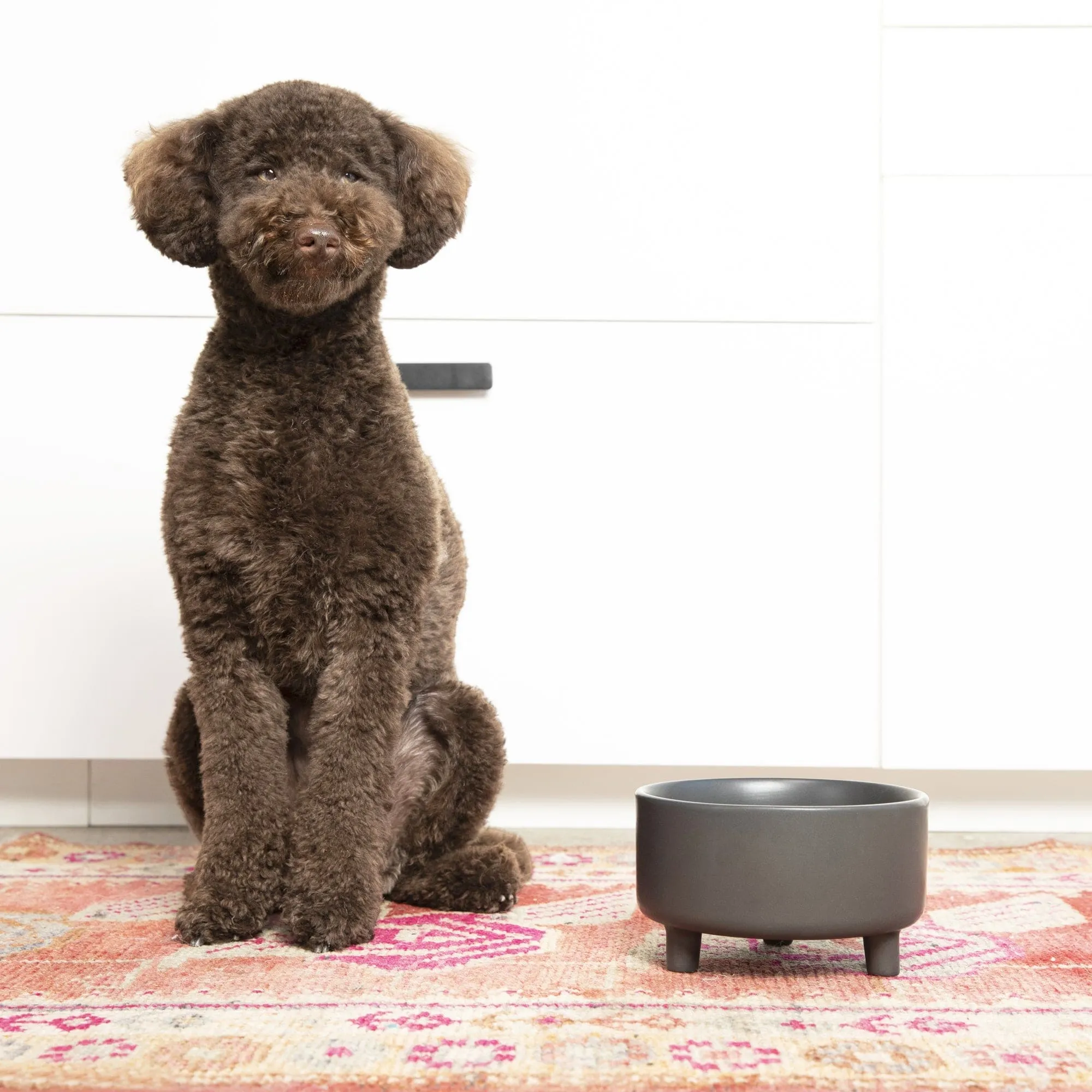 Uplift Bowl Ceramic Dog Bowl by Waggo